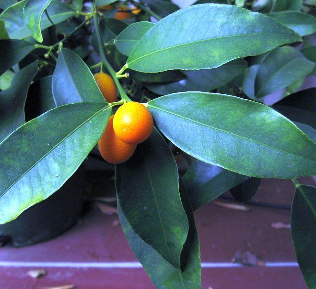 Fortunella sp. Nagami Kumquat