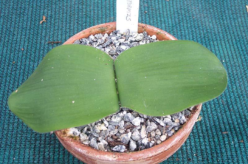 Haemanthus deformis