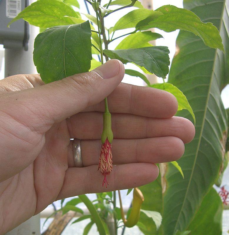 Hibiscus schizopetalus