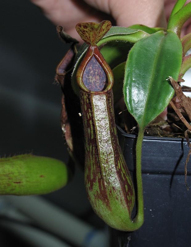 Nepenthes copelandii