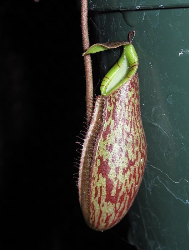 Nepenthes lavicola