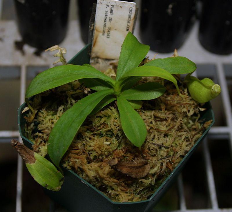 Nepenthes reinwardtiana