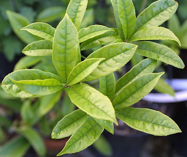 Osmanthus fragrans aurantiacus