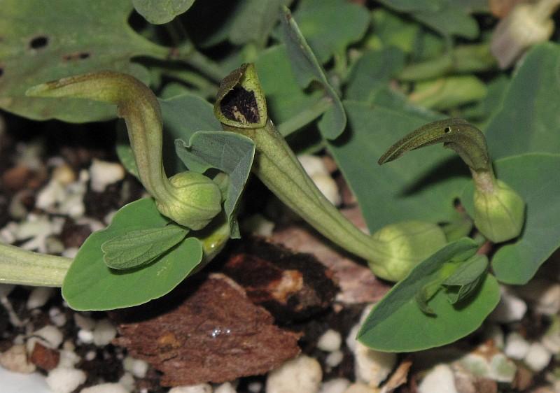 Aristolochia guichardii