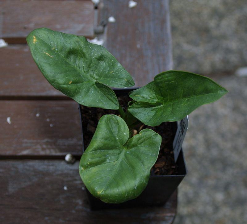 Arum nigrum