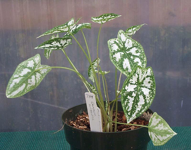 Caladium humboldtii