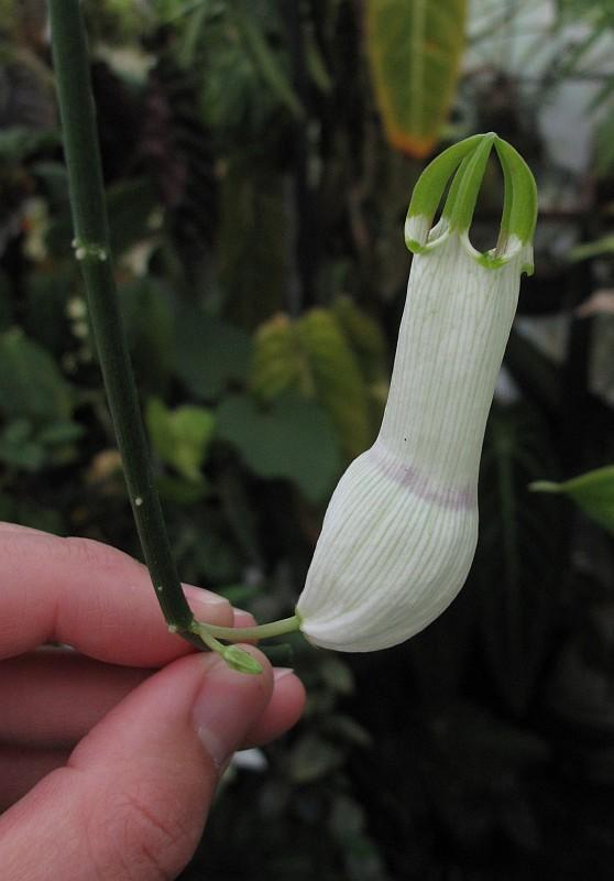 Ceropegia ampliata