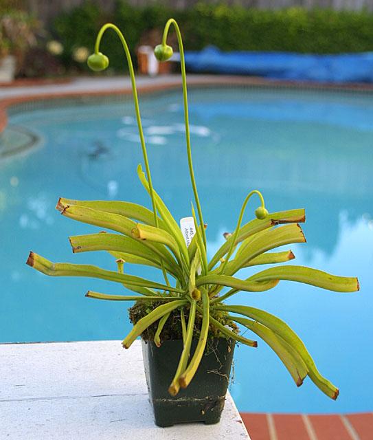 Sarracenia x Super Green Giant