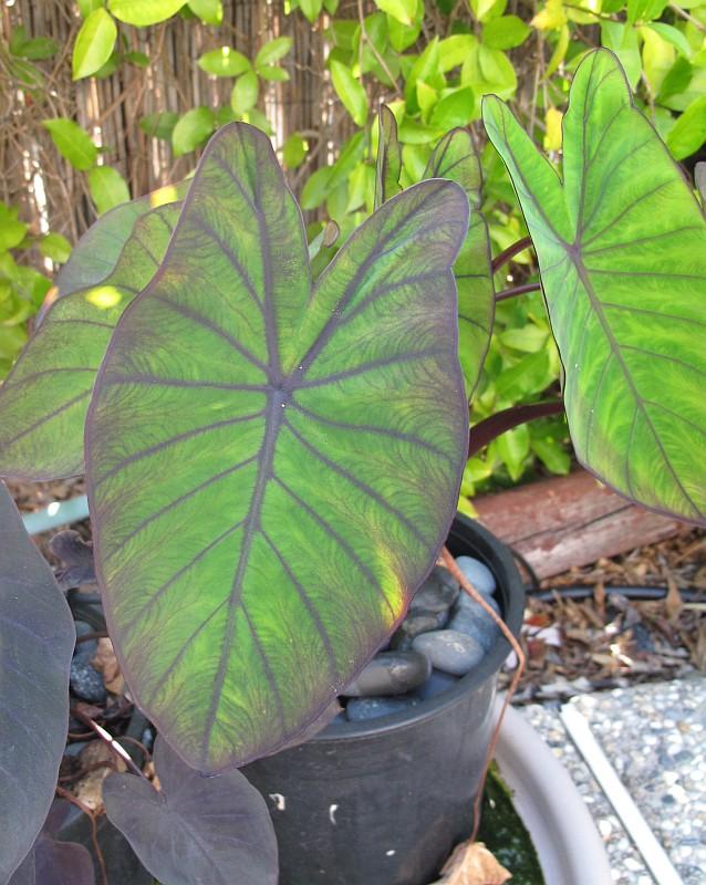 Colocasia esculenta Blue Hawaii PPAF