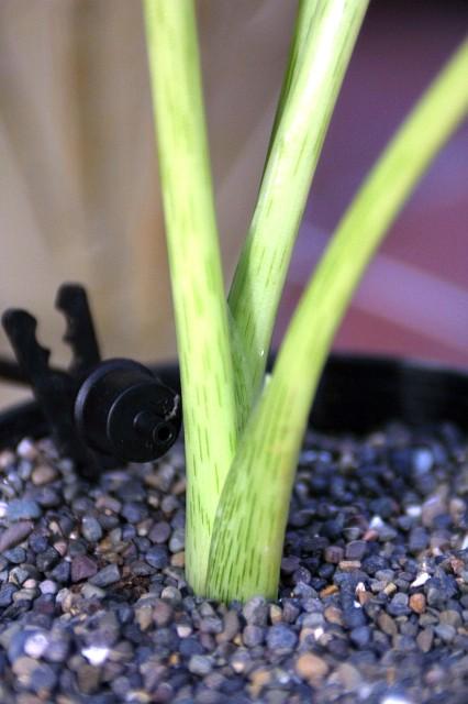 Synandrospadix vermitoxicus