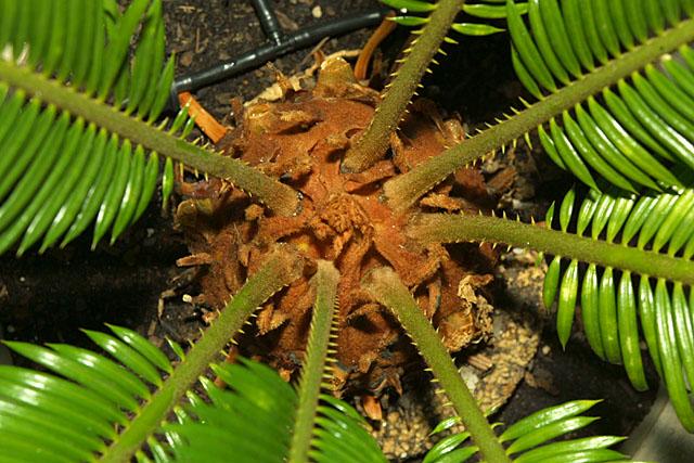 Cycas revoluta