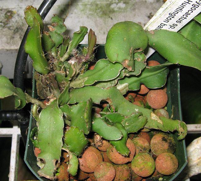 Zygocactus sp.