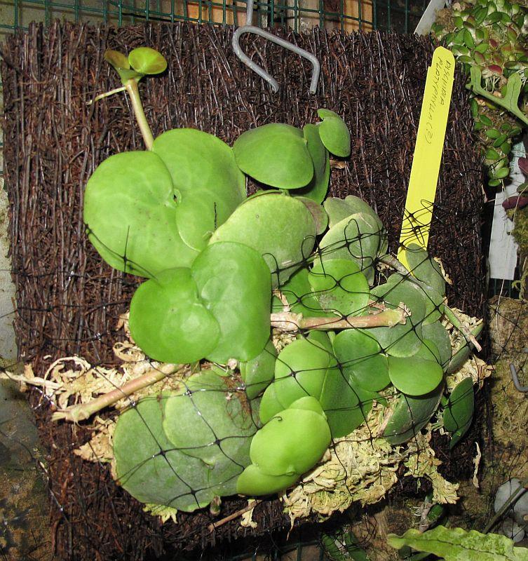 Dischidia platyphylla