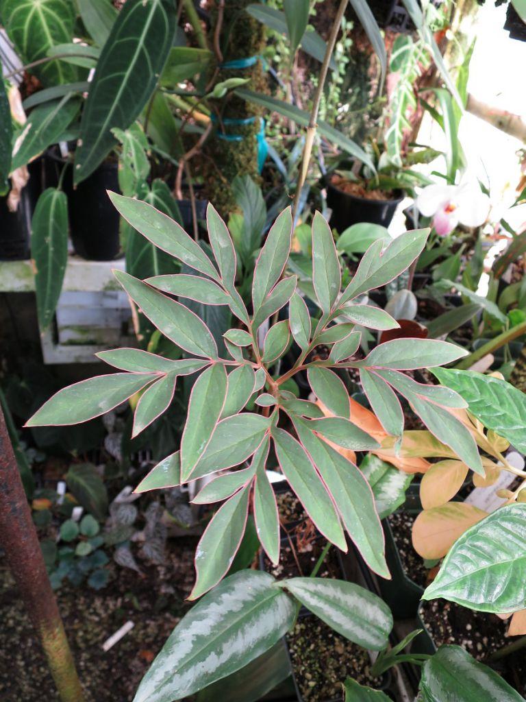 Amorphophallus operculatus