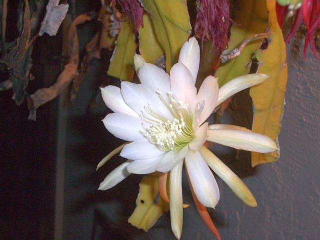 Epiphyllum sp. 3