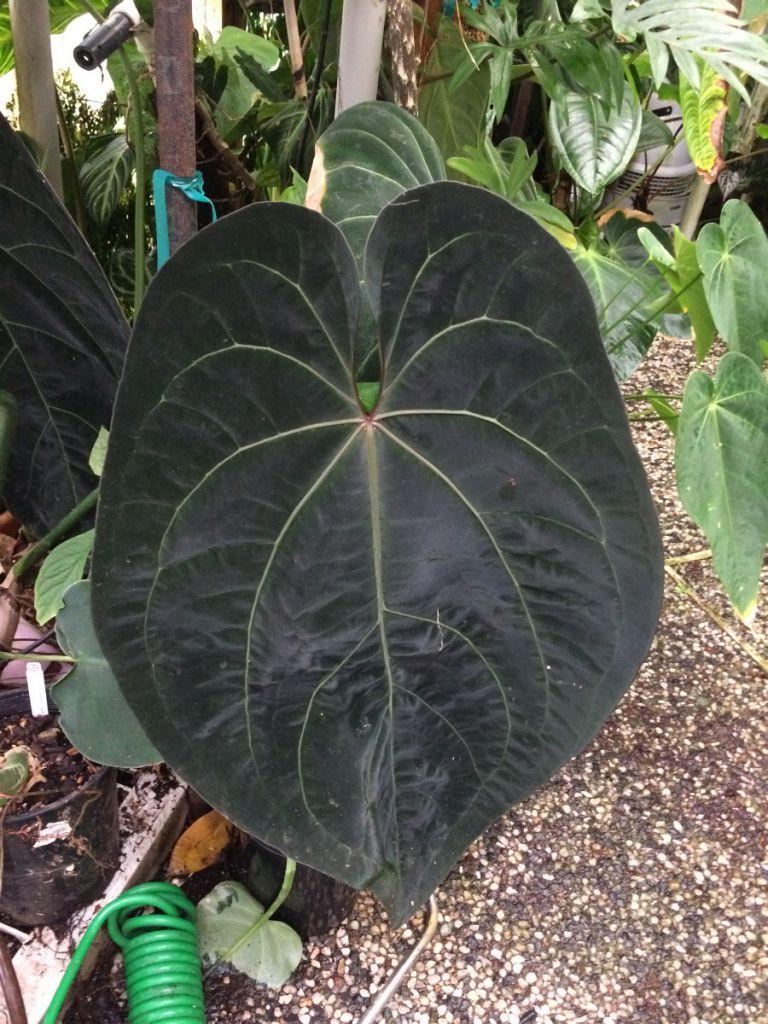 Anthurium sp Ace of Spades