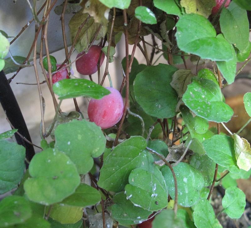 Fuchsia procumbens