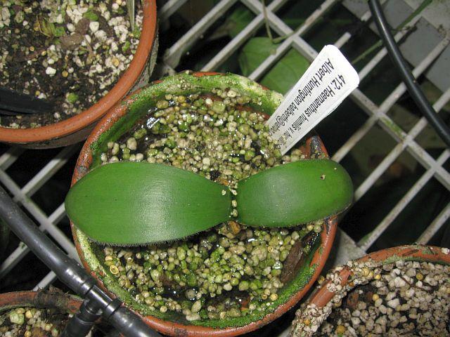 Haemanthus humilis v. humilis Giant